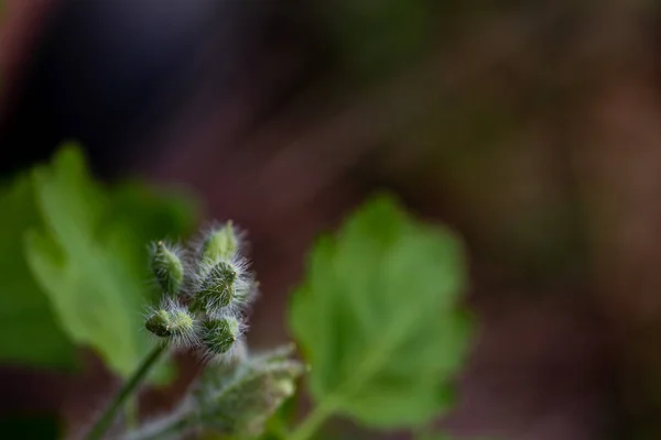 Chelidonium Majus Flower Growing Meadow Macro — Zdjęcie stockowe