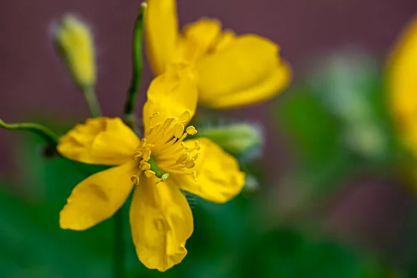 Chelidonium Majus Flower Meadow Close Shoot — Foto de Stock