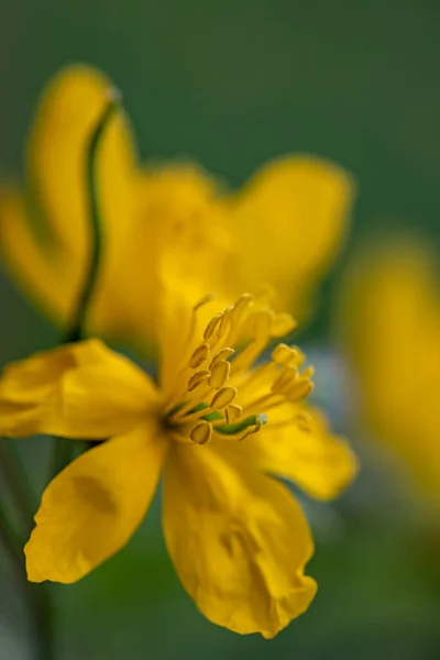 Chelidonium Majus Flower Growing Meadow Close Shoot — стоковое фото