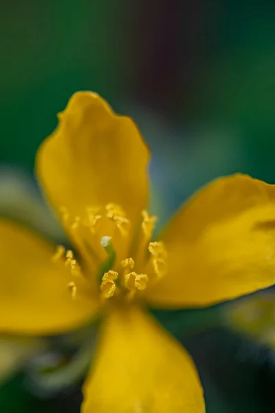Chelidonium Majus Blume Wächst Auf Der Wiese Nahaufnahme — Stockfoto