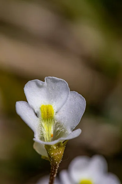 Pinguicula Alpina Flower Meadow — Foto Stock