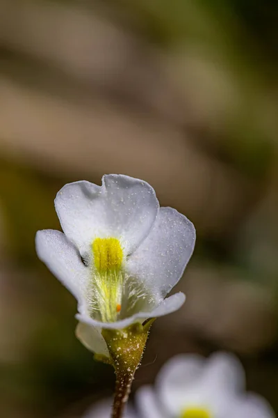 Pinguicula Alpina Flower Meadow — стоковое фото