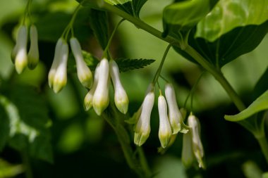 Polygonatum multiflorum flower in meadow, macro
