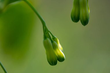 Polygonatum multiflorum flower in meadow