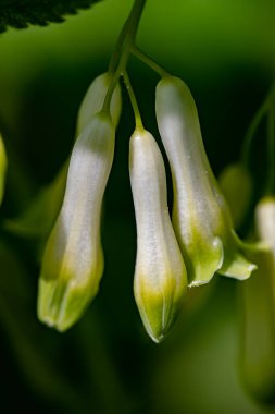 Polygonatum multiflorum flower growing in meadow
