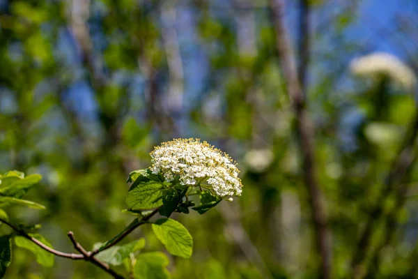 Viburnum Lantana Flower Meadow Macro — Zdjęcie stockowe