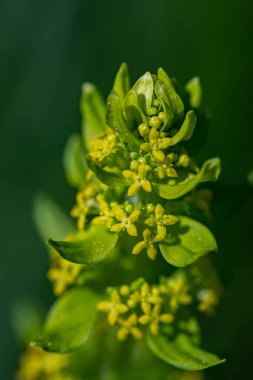Cruciata laevipes flower in meadow, close up