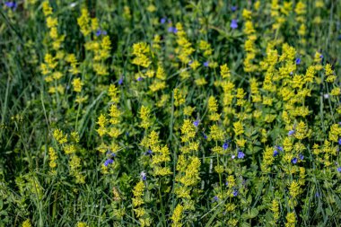 Cruciata laevipes flower growing in meadow, close up