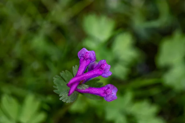 Corydalis Solida Flower Meadow Close Shoot — Foto Stock