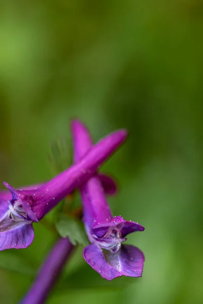 Corydalis Solida Flower Growing Meadow Close Shoot — Foto Stock