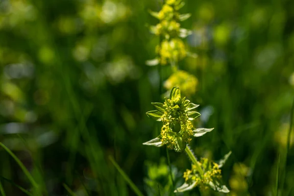 Cruciata Laevipes Flower Meadow Macro — стоковое фото