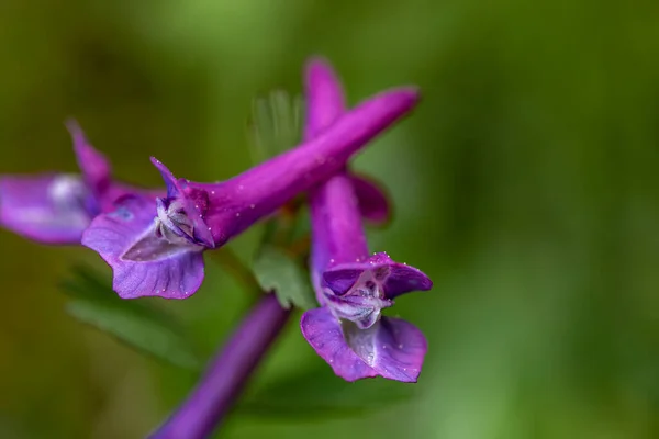 Corydalis Solida Flower Meadow Macro — Foto Stock