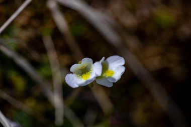 Çayırdaki Pinguicula Alpina çiçeği, makro