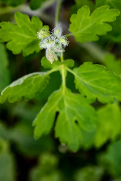 Chelidonium Majus Flower Meadow — Stock Photo, Image