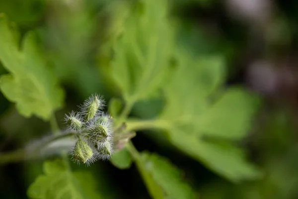 Chelidonium Majus Květ Louce Zblízka Střílet — Stock fotografie