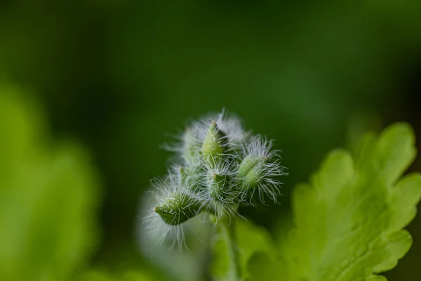 Chelidonium Majus Flower Growing Meadow Close Shoot — Foto de Stock