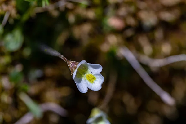 Pinguicula Alpina Flower Growing Meadow Close — стоковое фото