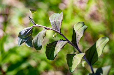Polygonatum multiflorum flower growing in meadow, close up