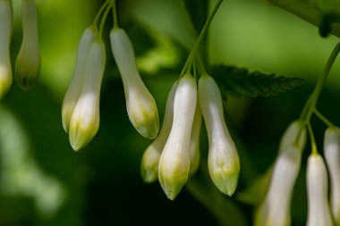 Polygonatum multiflorum flower in meadow, close up shoot