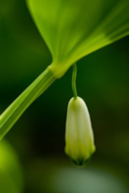 Polygonatum multiflorum flower in meadow, macro