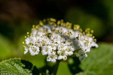 Viburnum lantana flower growing in meadow