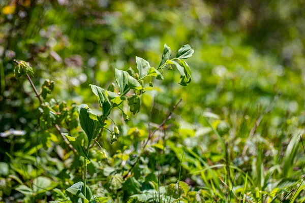 Polygonatum Multiflorum Flower Meadow — Foto Stock