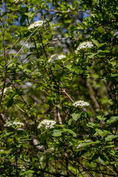 Viburnum Lantana Flower Growing Meadow Close Shoot — Stock fotografie