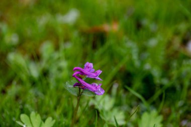 Çayırdaki Corydalis Soda çiçeği, yakın plan.