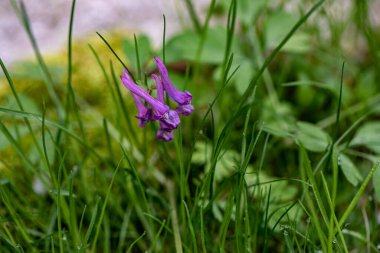 Çayırdaki Corydalis Soda çiçeği