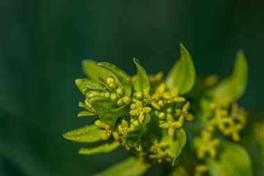 Cruciata laevipes flower growing in meadow, close up shoot