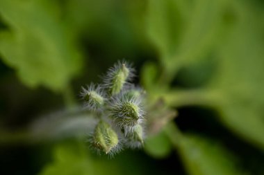 Çayırdaki Chelidonium Majus çiçeği, yaklaş.