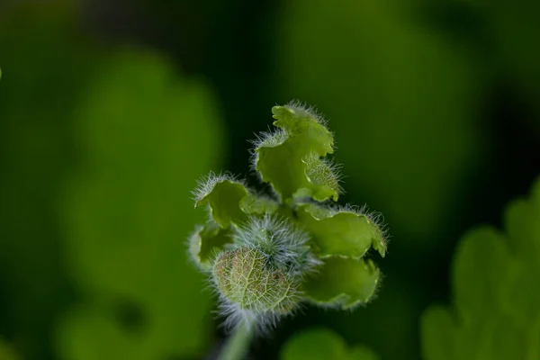 Chelidonium Majus Flower Growing Meadow Close Shoot — Foto de Stock