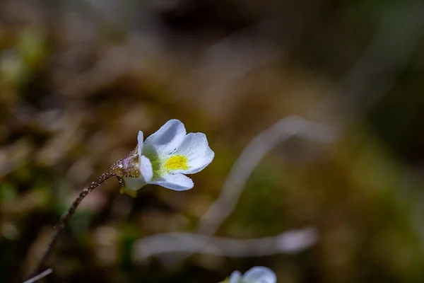 Pinguicula Alpina Flor Crescendo Prado — Fotografia de Stock