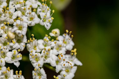 Viburnum lantana flower in meadow, close up shoot