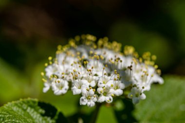 Viburnum lantana flower growing in meadow, close up shoot