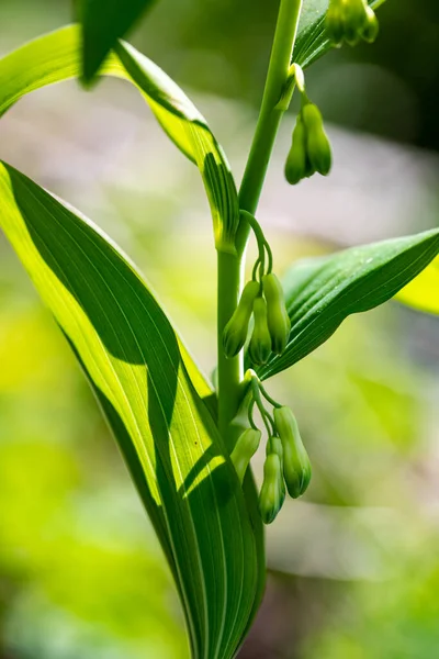 Polygonatum multiflorum flower growing in meadow, close up shoot