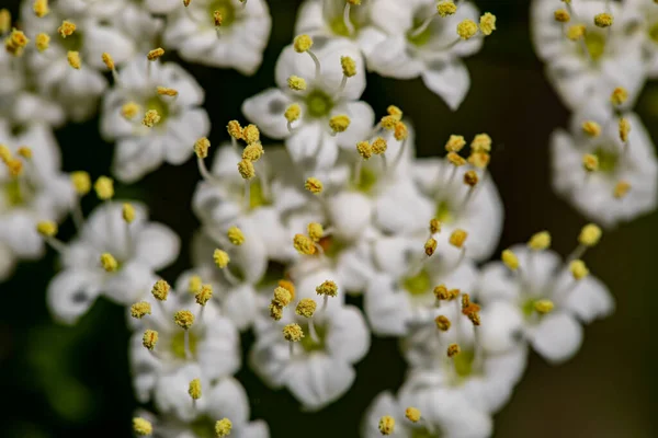 Viburnum lantana flower growing in meadow, close up 