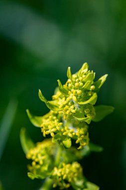 Cruciata laevipes flower in meadow, close up shoot