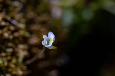Çayırda yetişen Pinguicula Alpina çiçeği