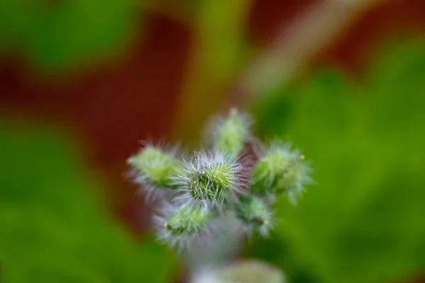 Велична Квітка Челідонія Росте Лузі Крупним Планом — стокове фото