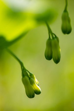 Polygonatum multiflorum flower in meadow