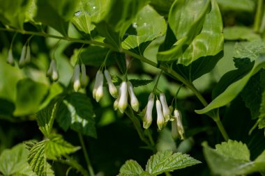 Polygonatum multiflorum flower growing in meadow