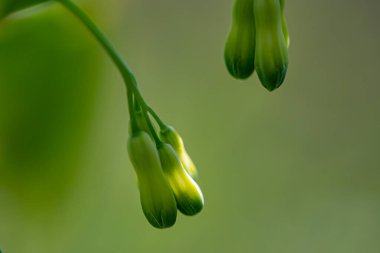 Polygonatum multiflorum flower in meadow, close up shoot