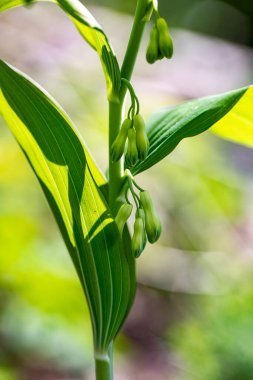 Polygonatum multiflorum flower in meadow, macro