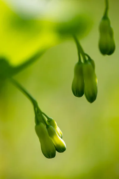 Polygonatum Multiflorum Flower Meadow — Photo