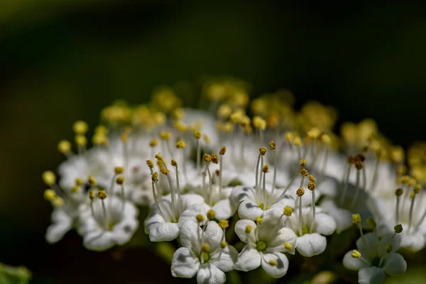 Viburnum Lantana Flower Meadow Close Shoot — Stok fotoğraf