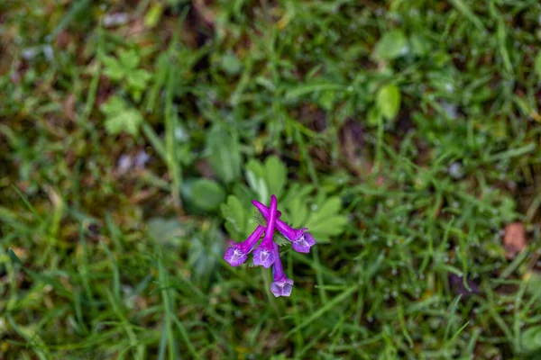 Corydalis Solida Flower Growing Meadow Close — Stok fotoğraf