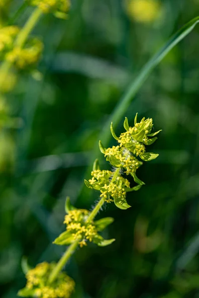 Cruciata Laevipes Flower Meadow Close — Stock Photo, Image