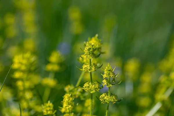 Cruciata Laevipes Flower Meadow Close — Stock Photo, Image