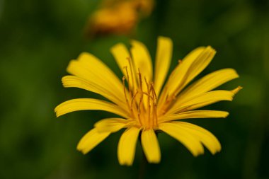 Aposeris foetida flower growing in meadow, macro
